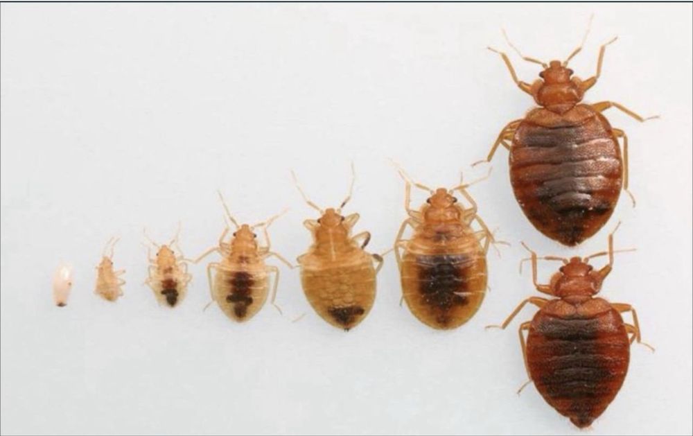 Дезинфекция хизмати 24/7 навоий