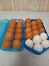 Продам свежие домашние яйца, по 700 тенге, (10 штук), район Универмаг.