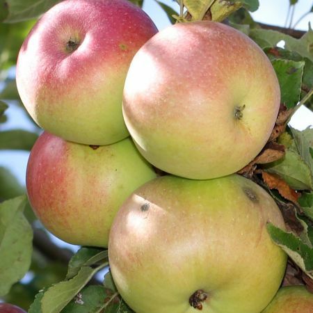 Pomi Fructiferi stravechi din glia stamoseasca soiuri de mar