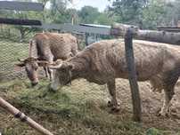 Vaca vacă de vanzare