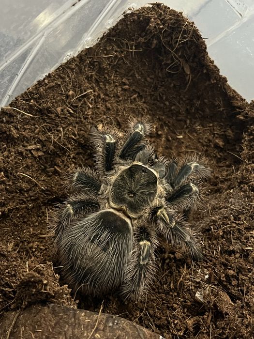 Паук Grammostola aureostriata