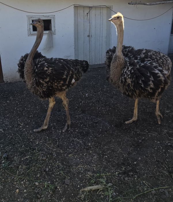 Struți de vânzare!