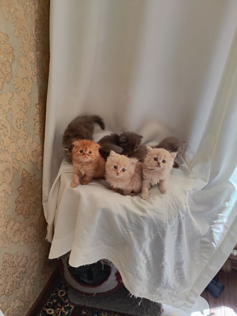 Продаются котята