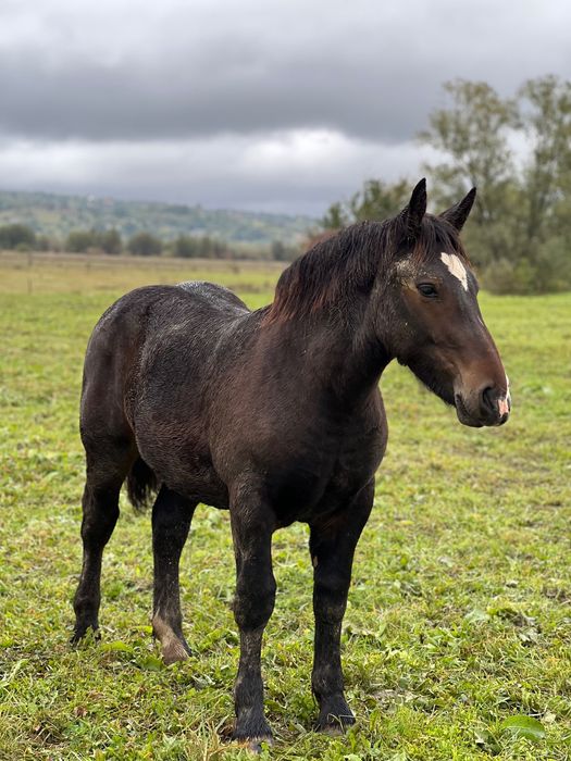 Manz de 7 luni din iapa breton