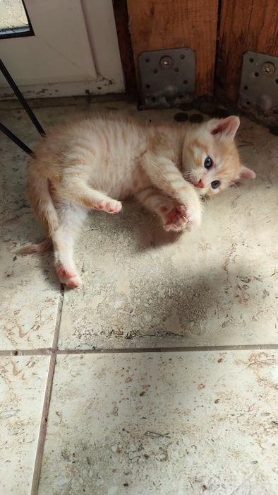 Спешно! Мъжко коте има нужда от дом!