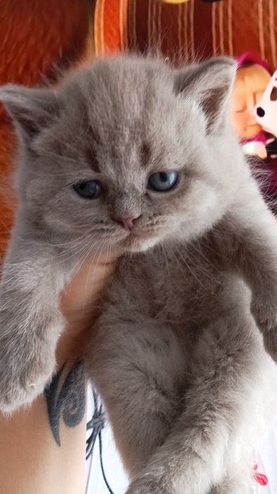 Британские котята