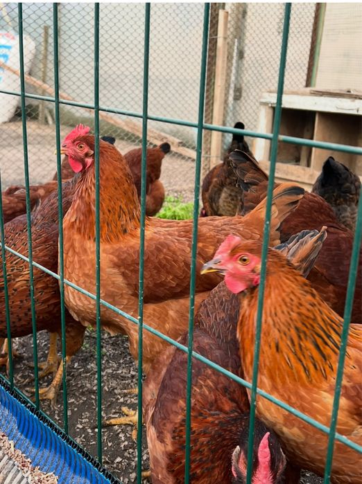 Тухум Tuxum дамашни тухум истемолга сотилади