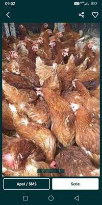 Găini roșii de oua rasă Issa Brown