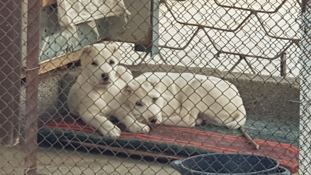 Продаю среднеазиатскую Алабай