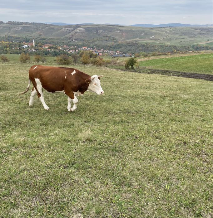 Vand Jurinca Baltata Romaneasca