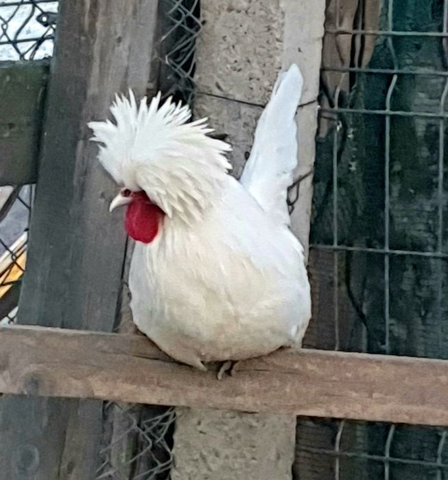 Vând cocoși moțată olandeză