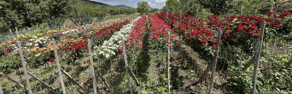 Trandafiri tip pomisor