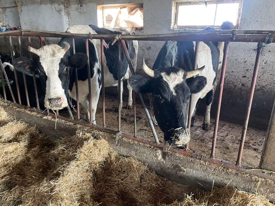 Всякакви селско стопански животни