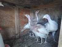Pui curca bourbon 6 saptamani