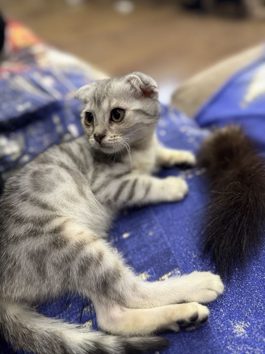 Вислоухая Нежная малышка скоттиш фолд ищет свой дом! Вислоухая