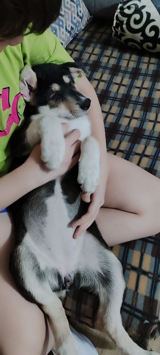 Щенки восточно европейской овчарки