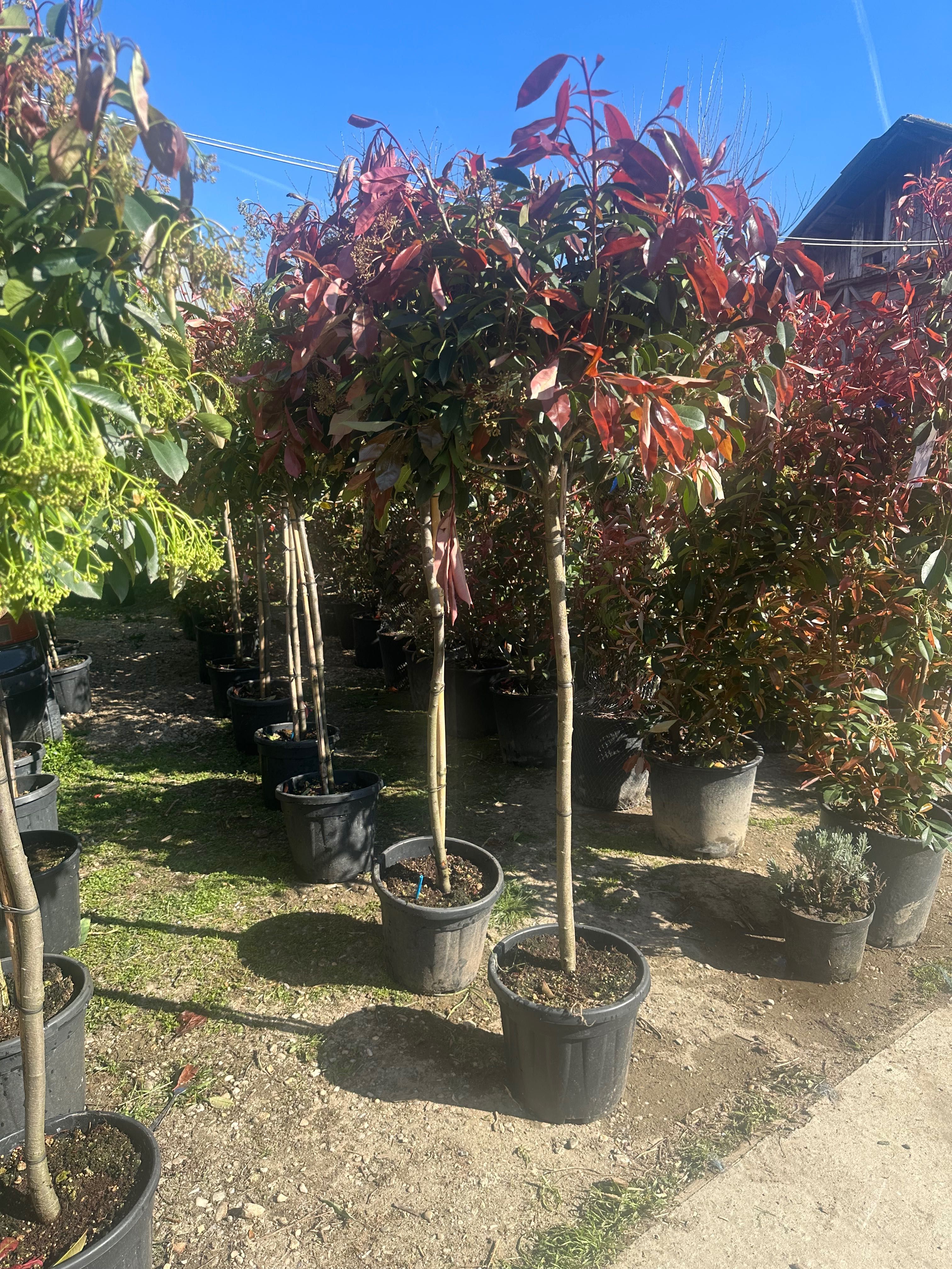 Photinia red robin spalier