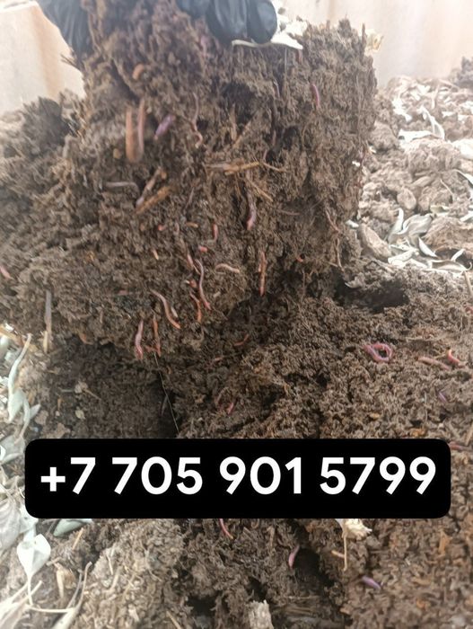 Калифорнийские черви