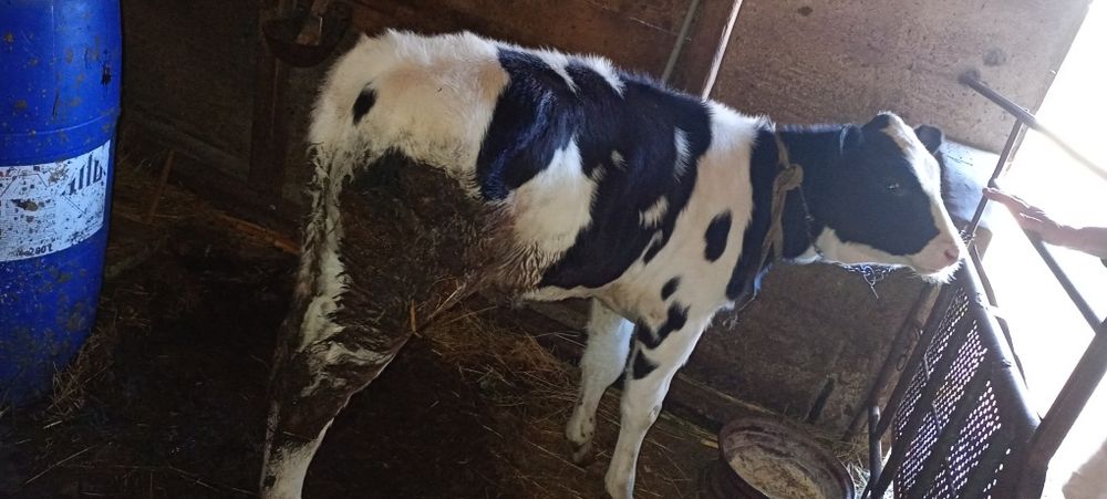 Vițică holstein 2,5 luni
