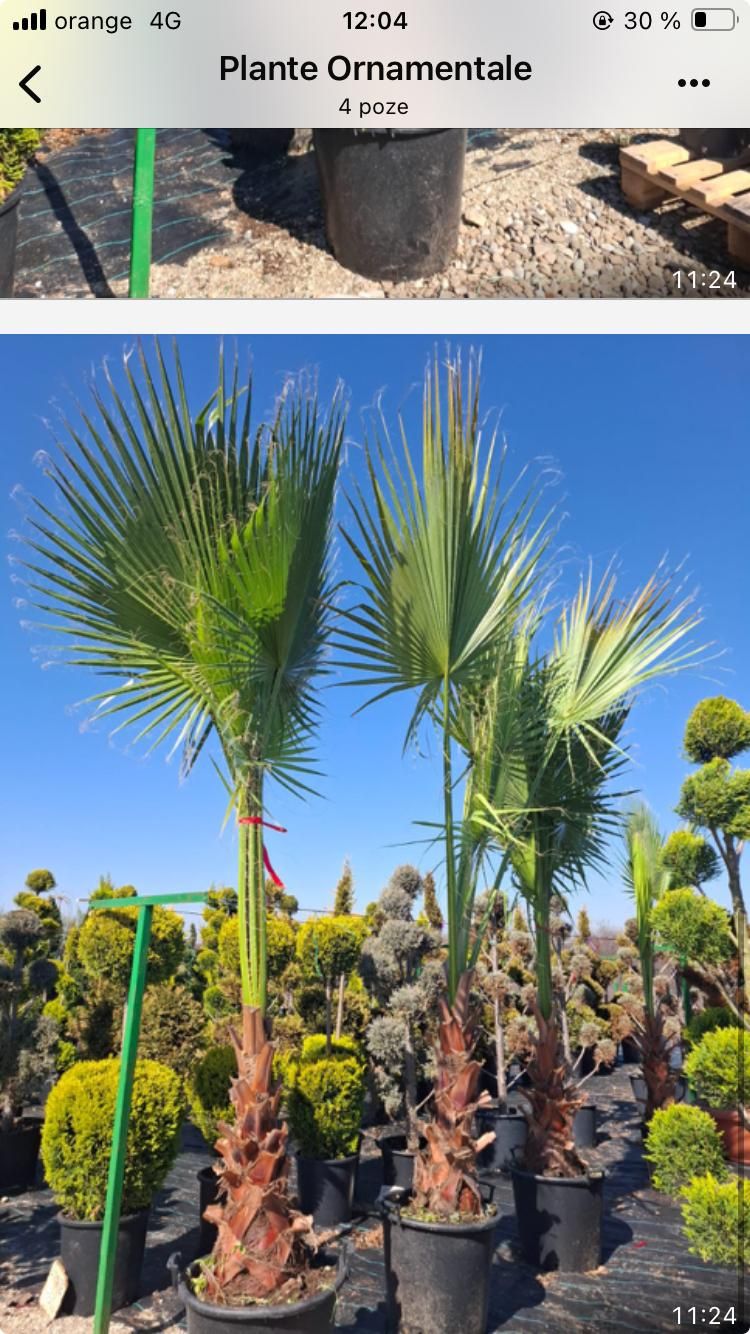 Palmieri Trachycarpus furtunei chiparosi leilandi