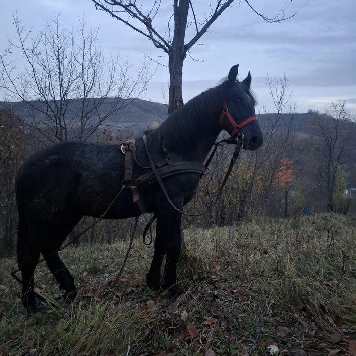 Vand cârlan castrat