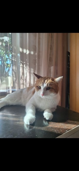 Бесплатно котик!