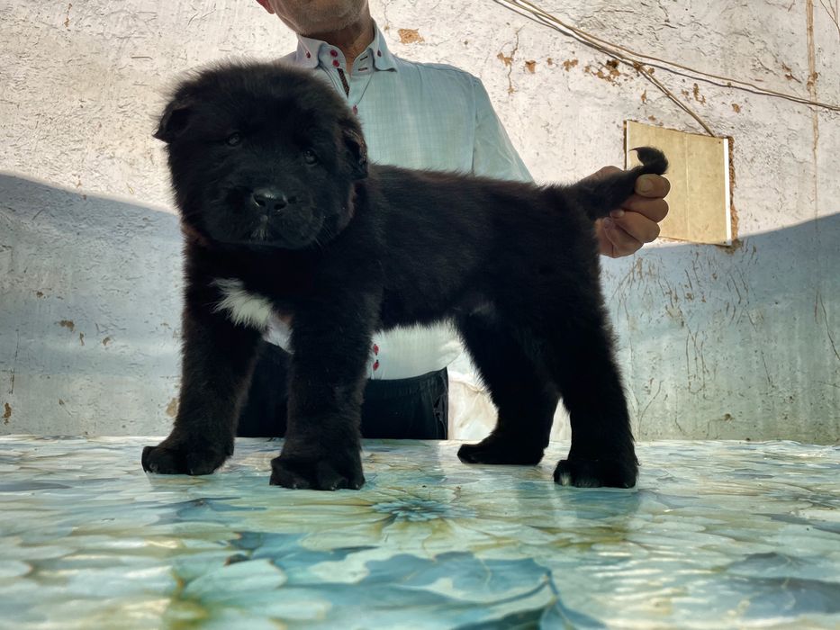 Щенок Алабая ( чистокровный )