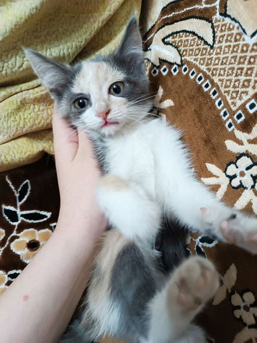 Кошечка в хорошие руки