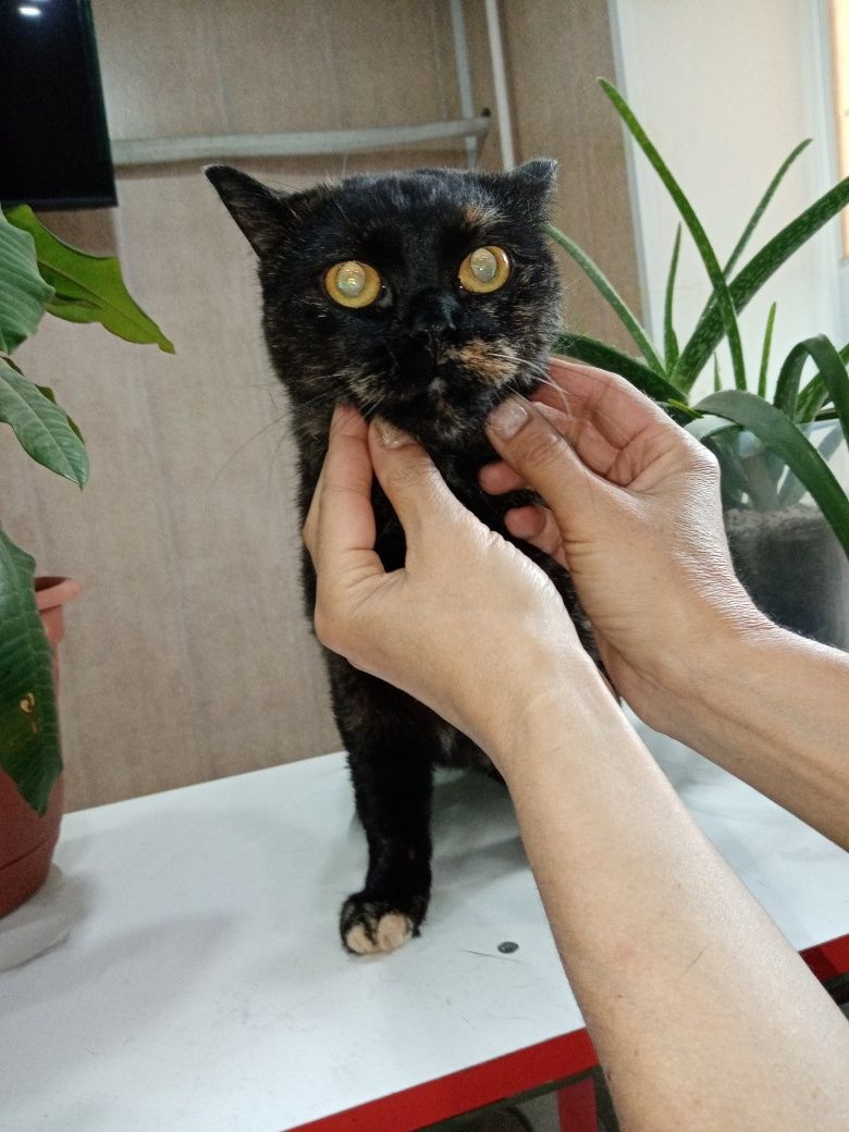 Отдам крупную стерильную кошку британку