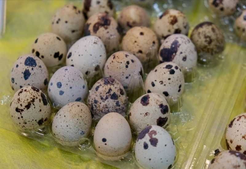 Продаются Перепелиные яйца (Домашние)