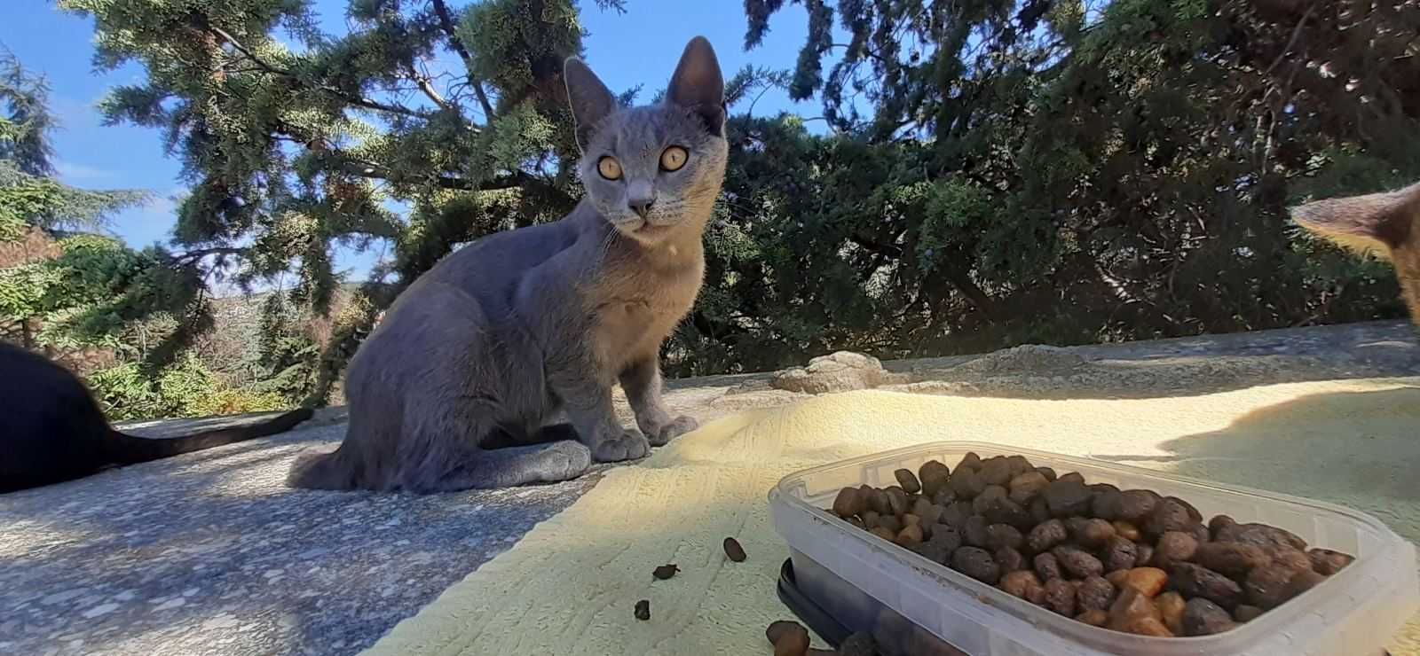 Сиво мъжко коте търси дом