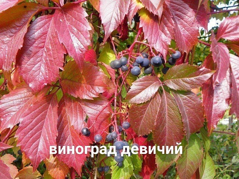 Многолетние цветы и черенки колеусов сортовых
