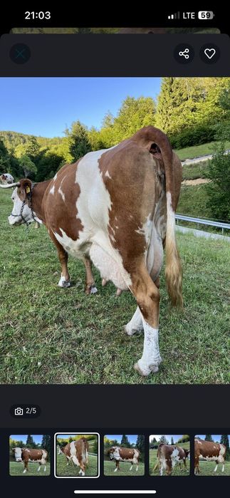 Vacă de vânzare bălțată