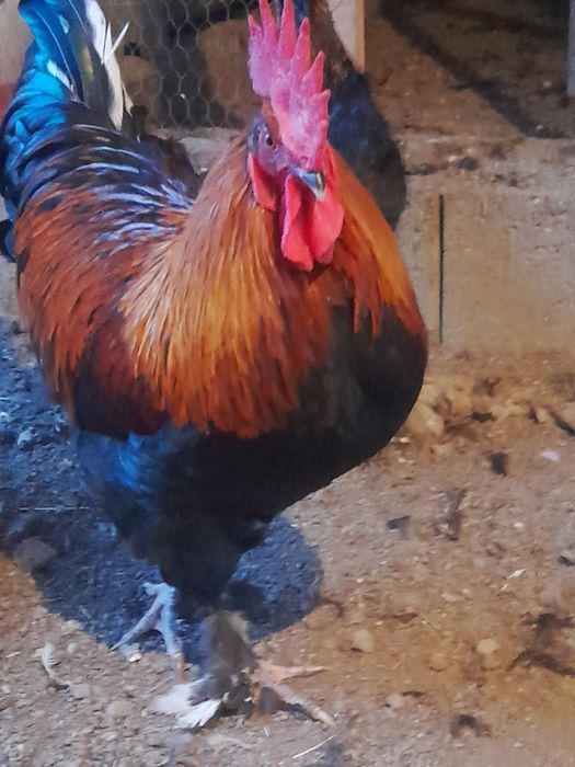 2 familii Marans