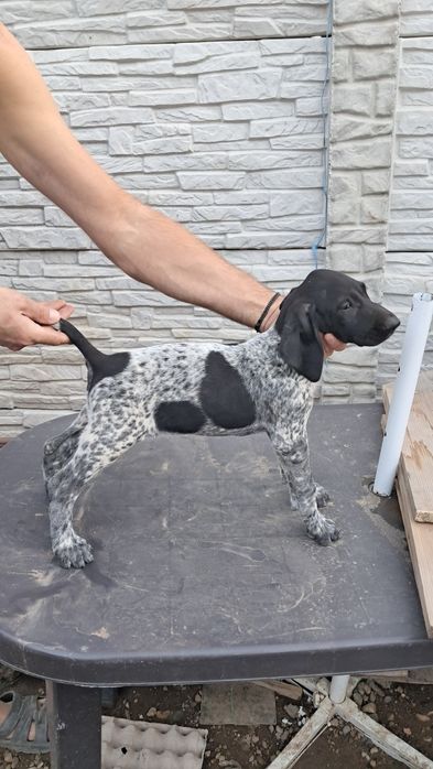 Brac german par scurt cu pedigree