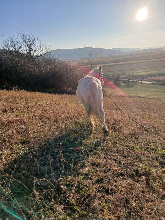 Vând sau schimb  cal cu alte animale