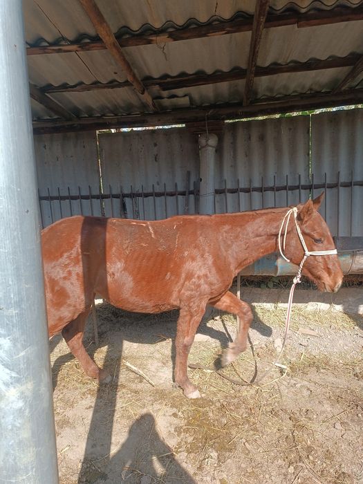 Тойлар сотилади ёши 1.5                                              .