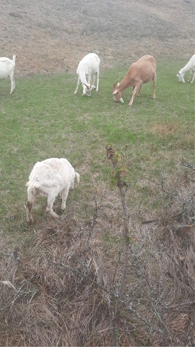 Vand Capre Sannen metis Anglonubian