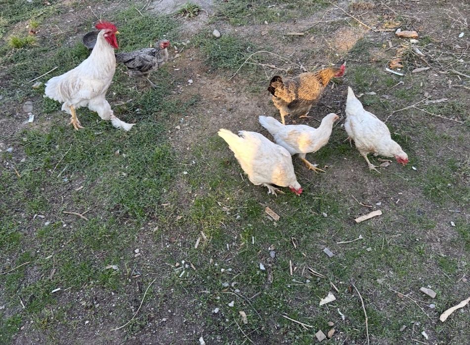 Куры и петух продам