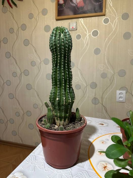 Продам цветы 50 тысяч