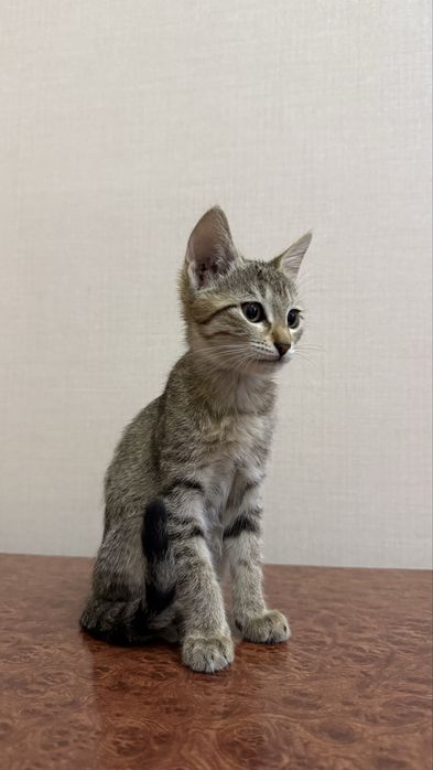 Котенок. Мушукча. девочка