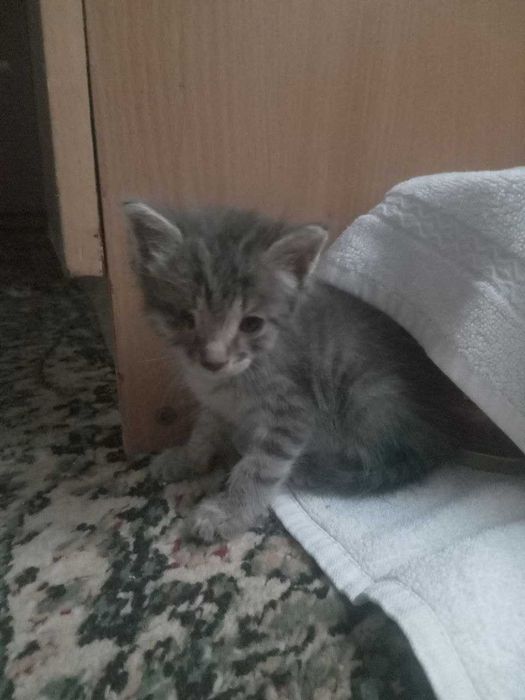 отдам котёнку в добрые руки