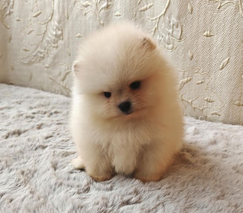 Померанчета мини момченца и момиченца