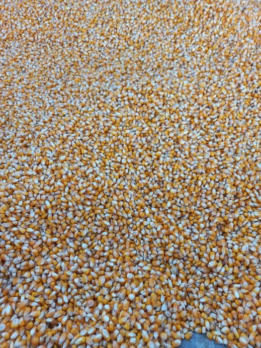 Vând porumb producție 2025