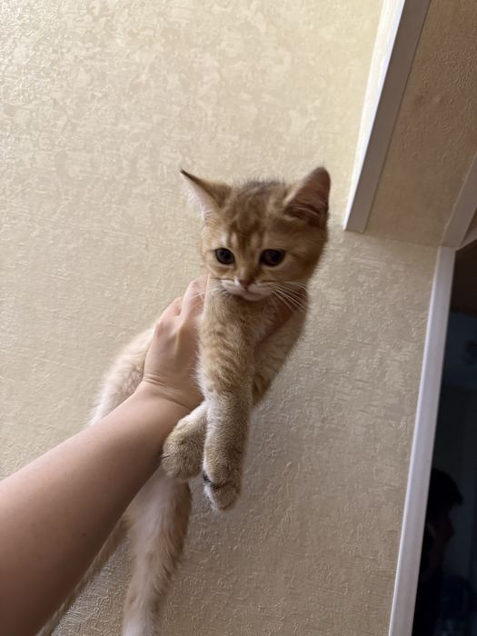 Scottish fold zolotaya shinshilla rassrockaga beriladi