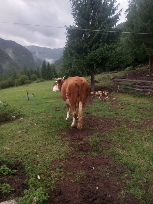 De vânzare două vaci