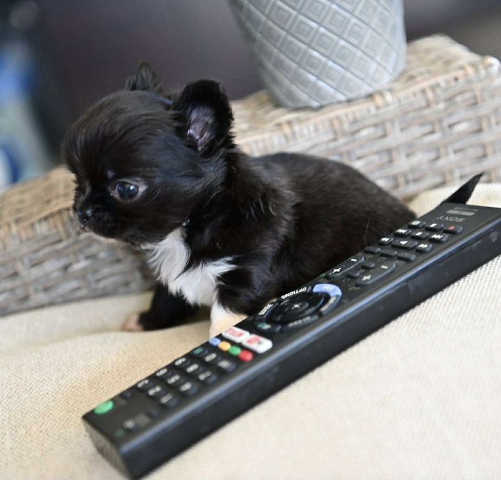 Мъжко дългокосместо мини чихуахуа