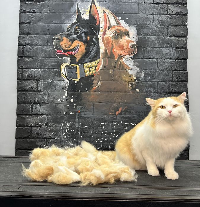 Профессиональная стрижка и вычес кошек салон ALIS GROOM на Юнусобаде