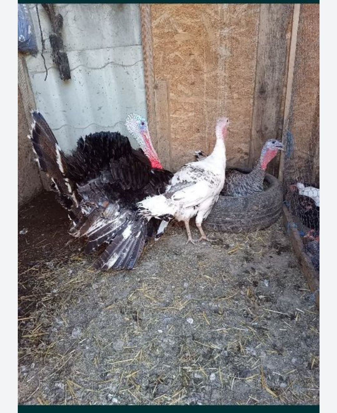 Puicuțe și cocoșei bio