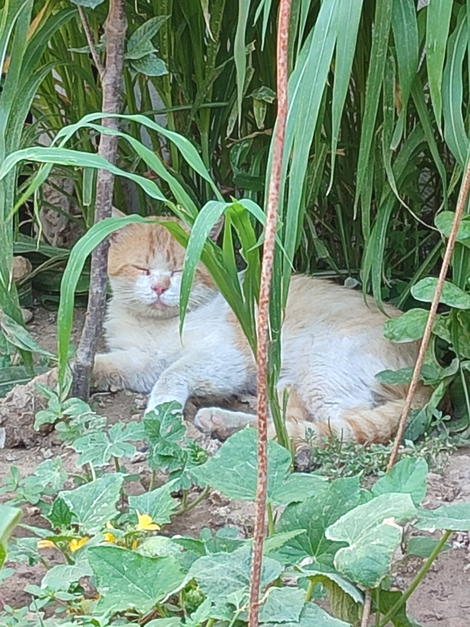 Скоттиш страи́т рыжая кошка, бело рыжий и шоколадный котики.